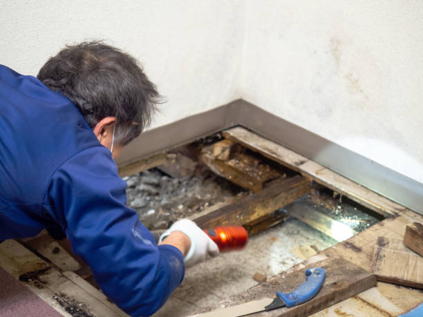 Professional Mold Removal in Sherwood, OR