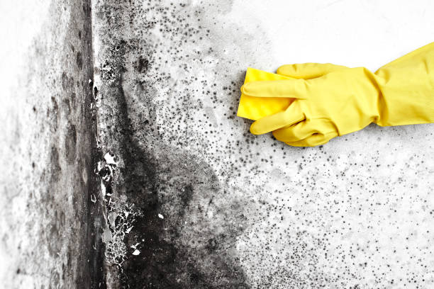 Best Toxic Mold Removal  in Sherwood, OR