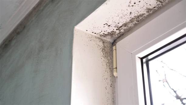 Mold Removal and Inspection in Sherwood, OR