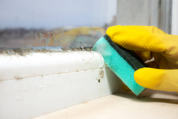 Best Office Mold Removal Services  in Sherwood, OR