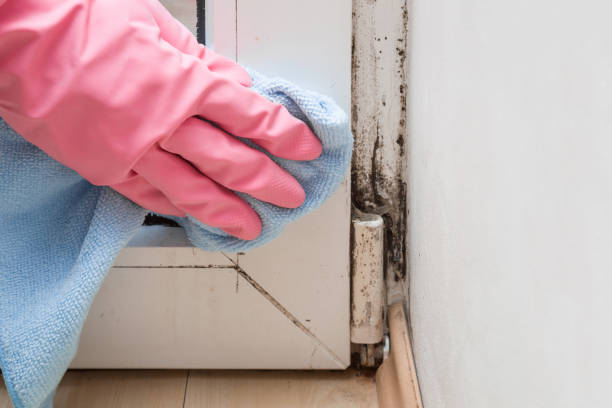 Best Black Mold Removal  in Sherwood, OR