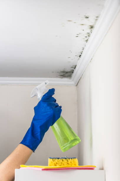 Attic Mold Removal in Sherwood, OR